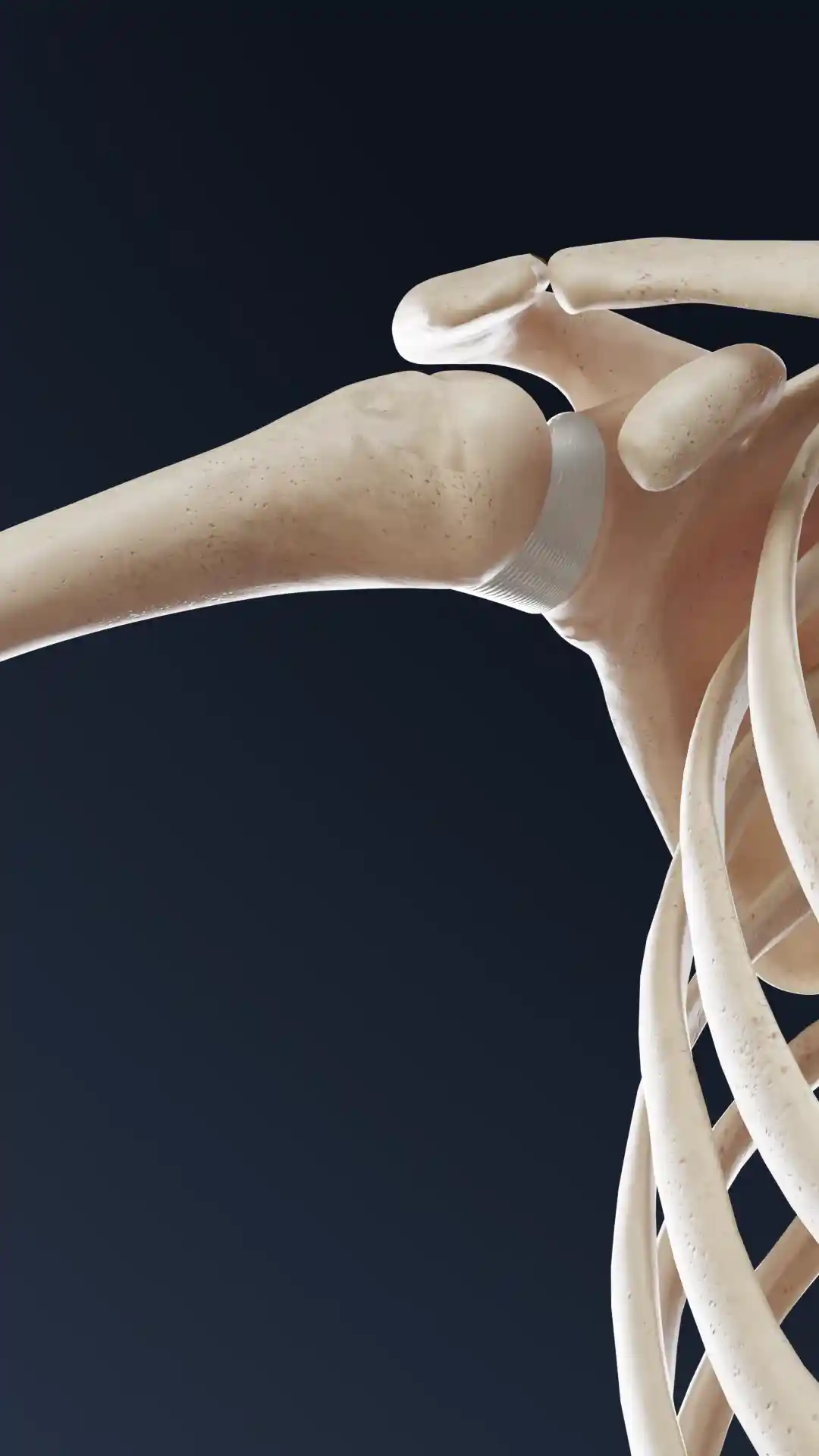 Shoulder joint animation