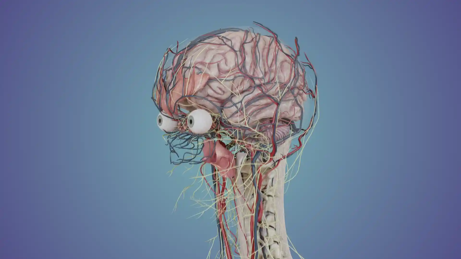 Brain structures animation