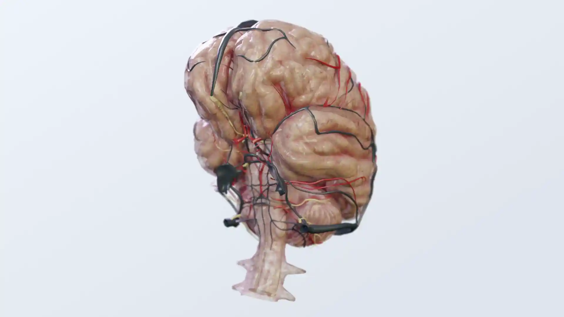 Brain structures animation