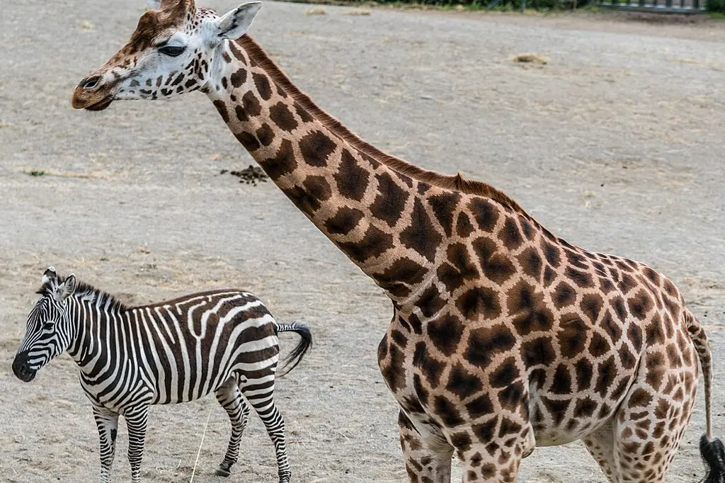 Dublin Zoo, Dublin