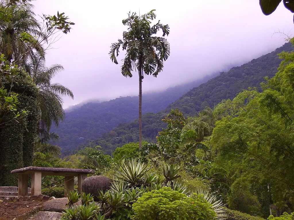 Botanical Garden, Rio de Janeiro