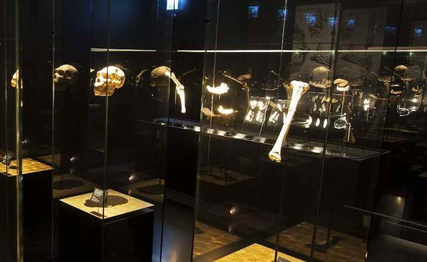 Atapuerca y la Evolución Humana