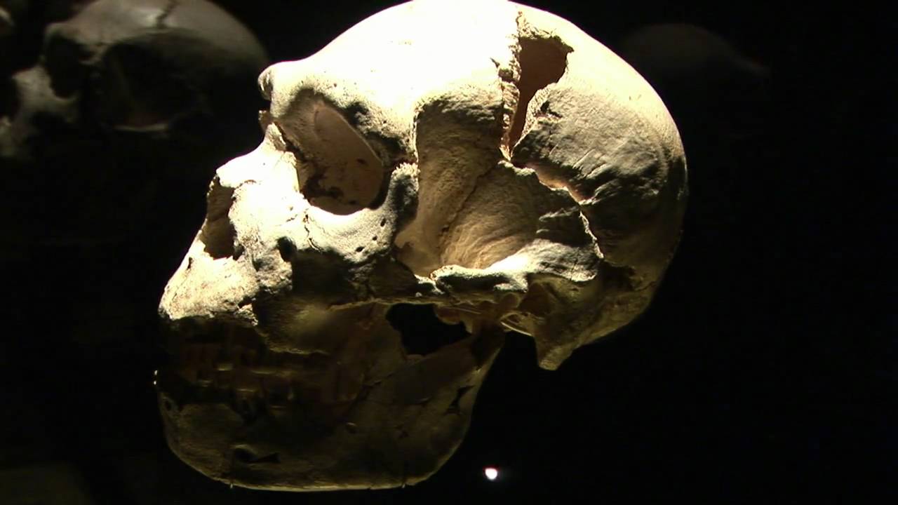 fosiles humanos atapuerca en el MEH fosiles humanos atapuerca en el MEH