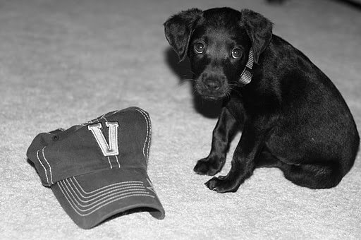 puppy_photo_550.jpg
