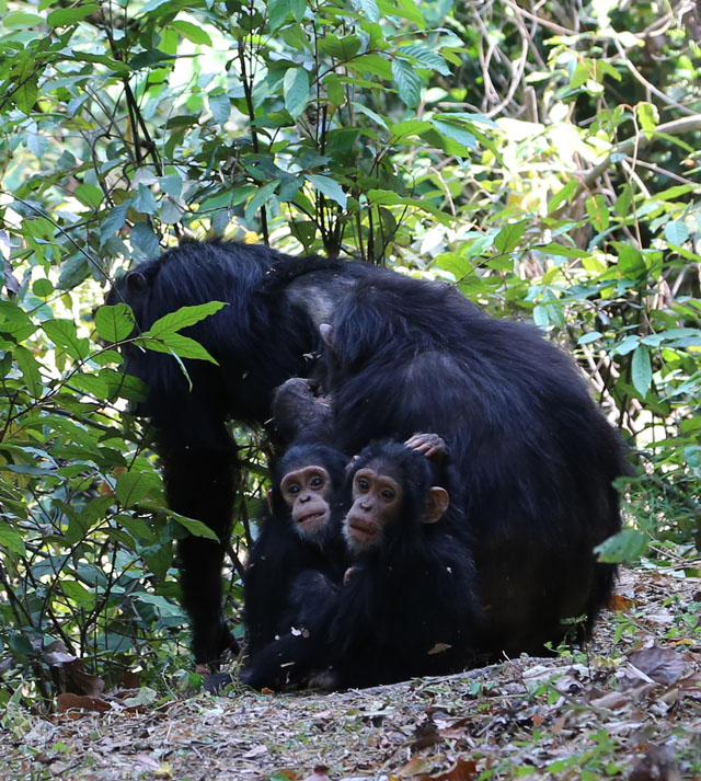 tanz_chimp_2_640.jpg