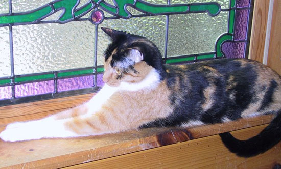 kitty_550_fb.jpg