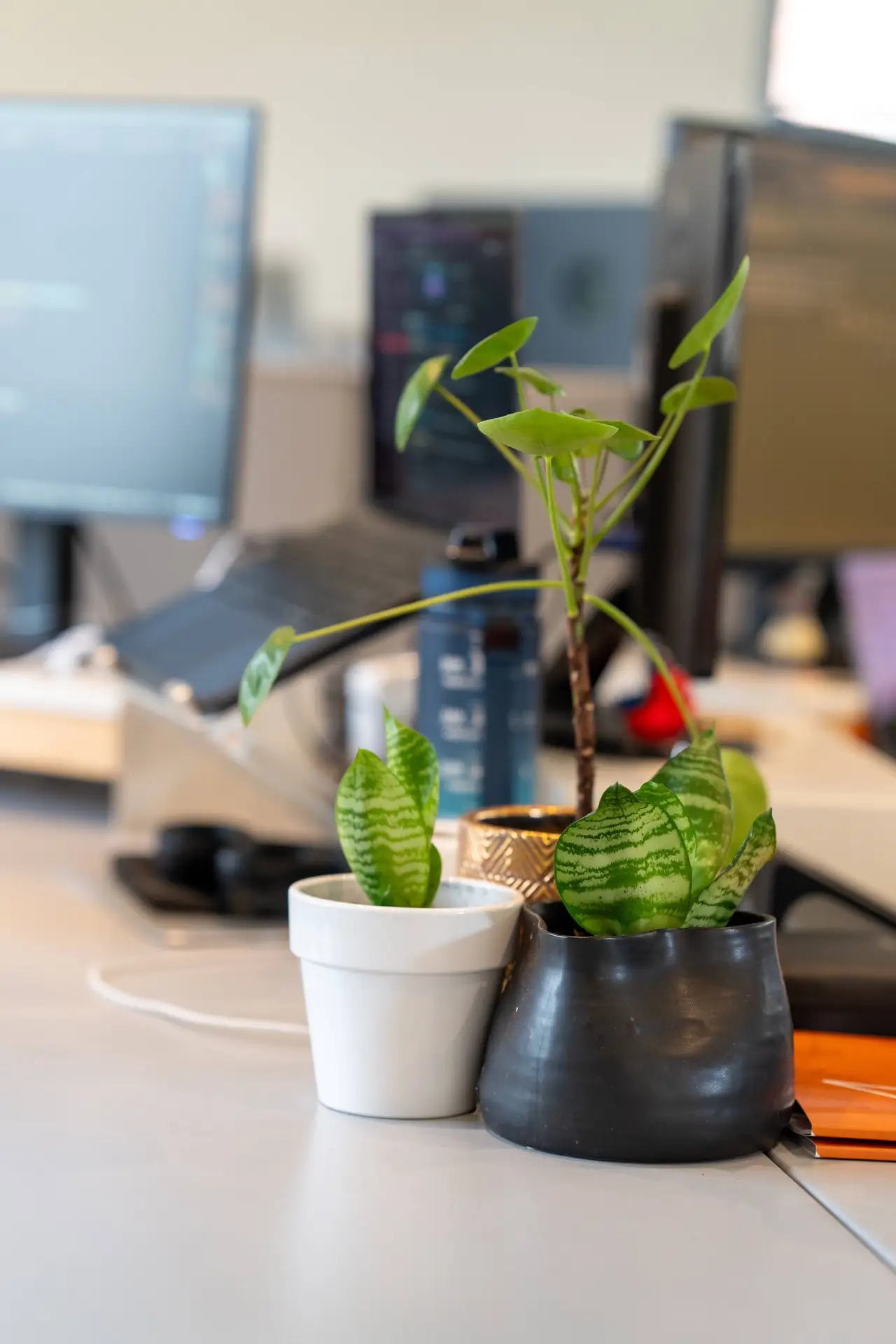 Plants on desk