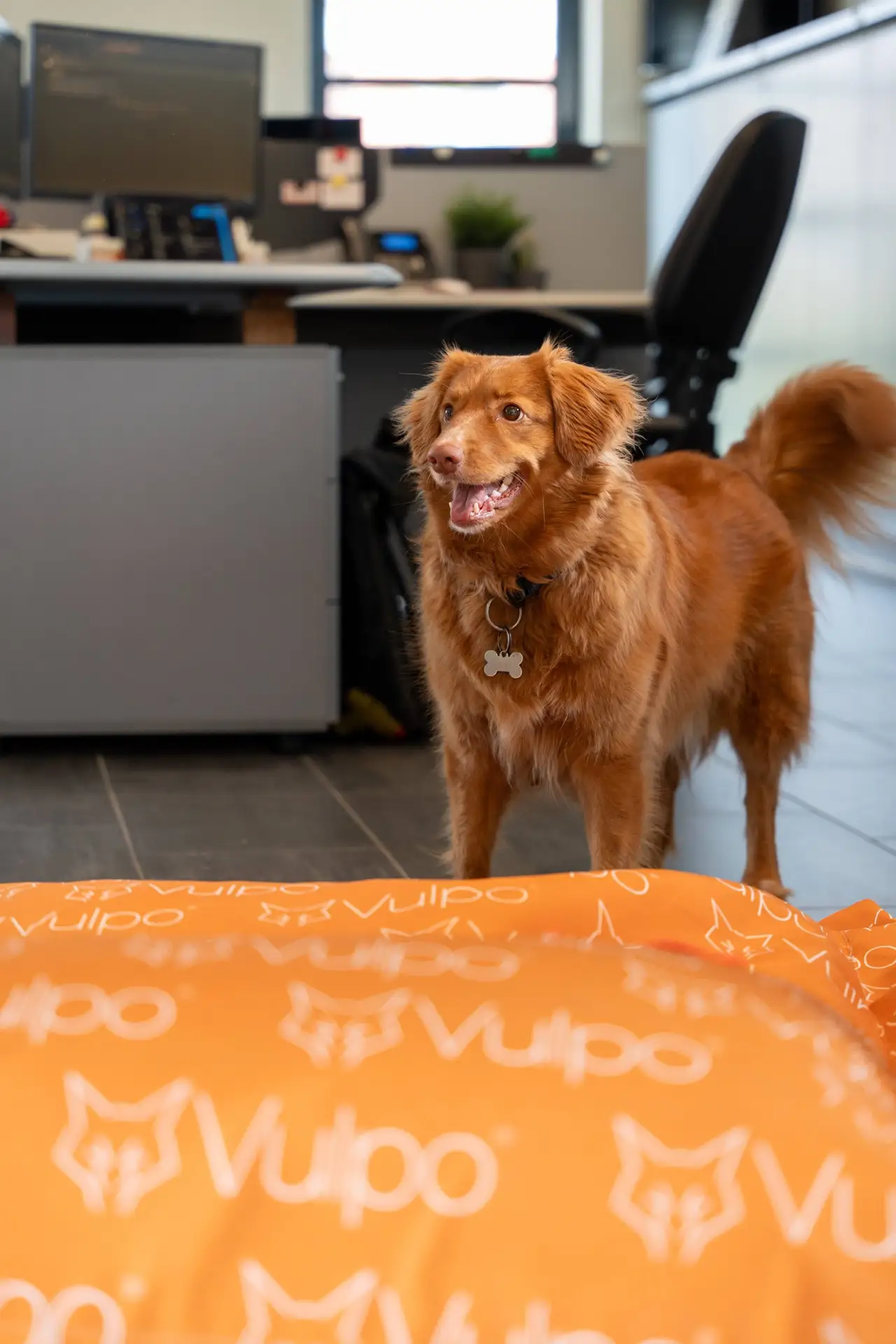 Laica office dog of Vulpo