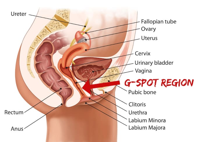 Anatomy diagram pointing out the g-spot