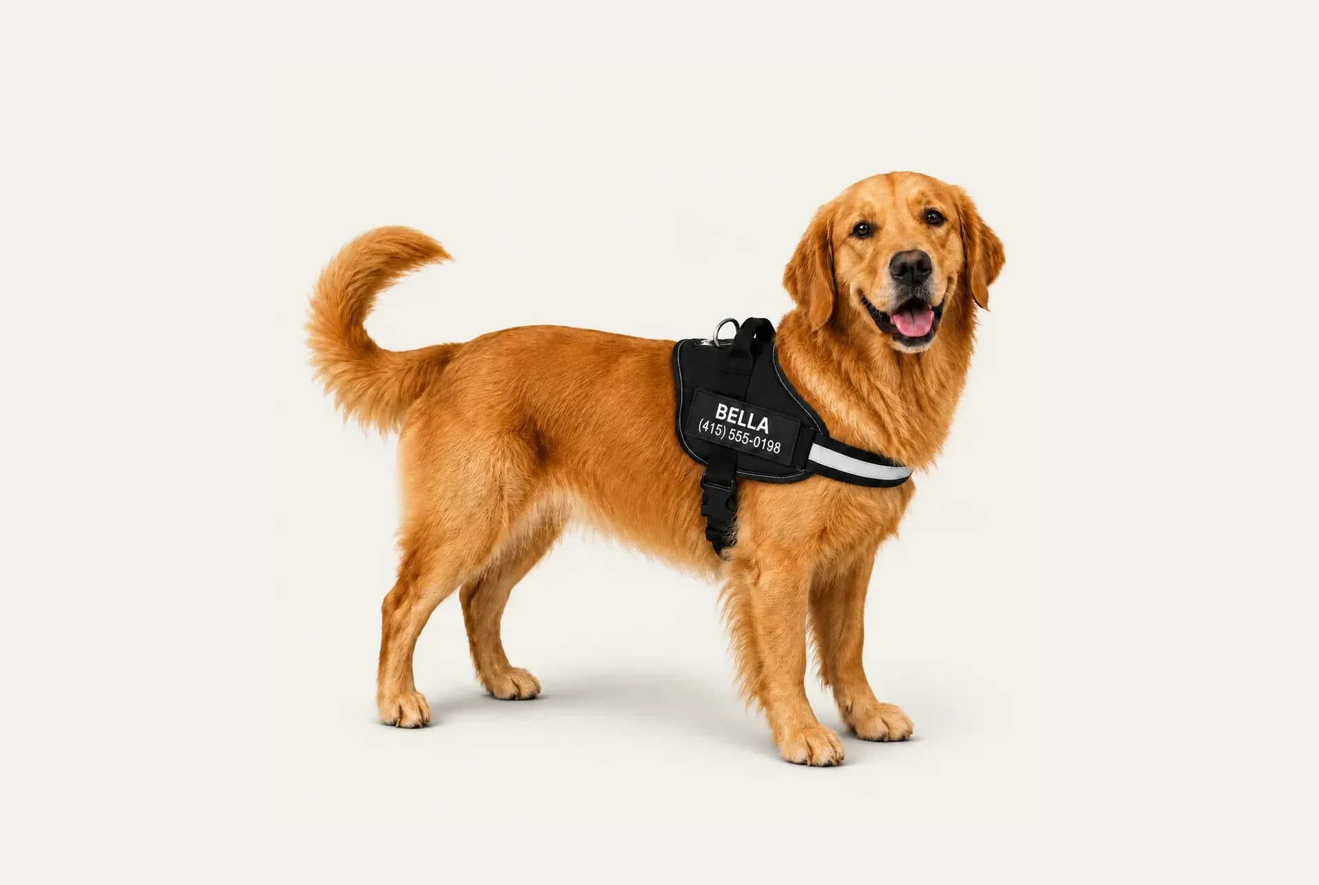 A dog wearing the Dogshood no-pull harness next to the other harnesses we tested