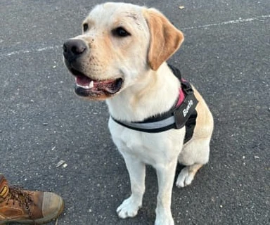 Well-built dog harness after a year of daily walks