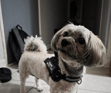 Reflective strips and top handle on a dog harness