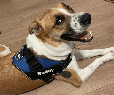 Comfort & Fit That Protect Your Dog