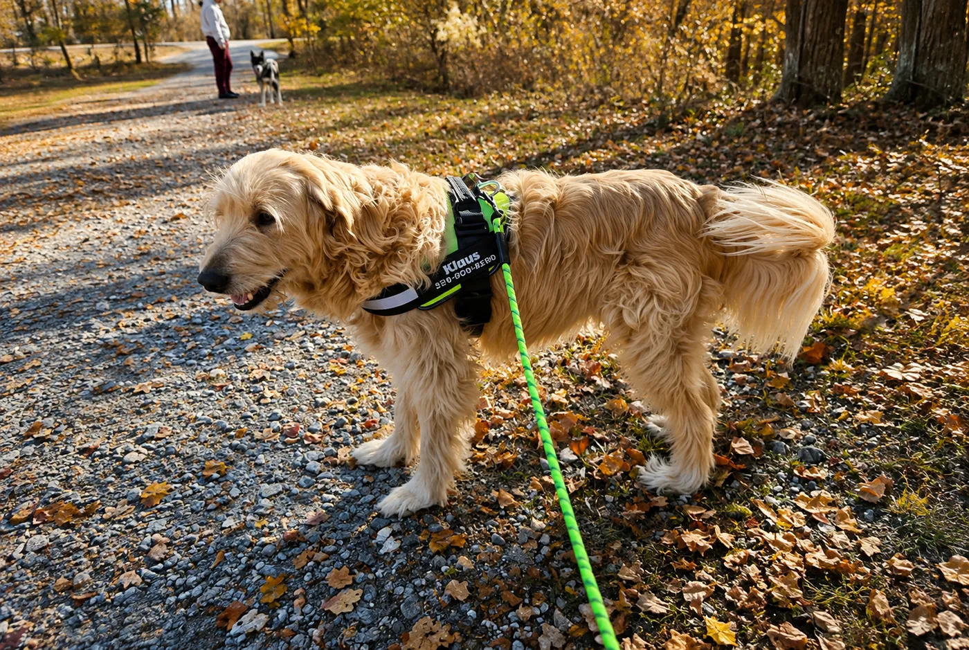 Dog wearing the Dogshood no-pull harness at the park