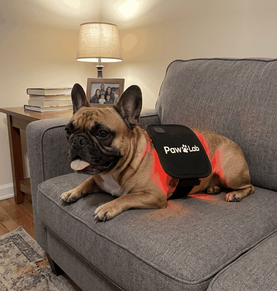 French Bulldog resting on the couch in the PawLab red light pad