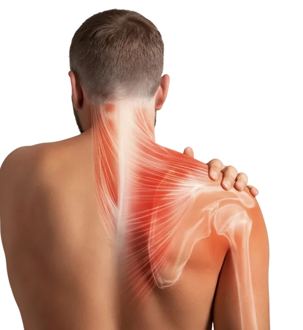Illustration of the shoulder joint and the areas where pain is commonly felt