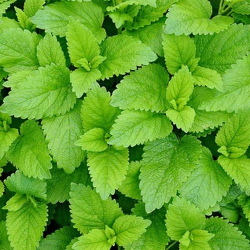 Chlorophyll-rich green leaves