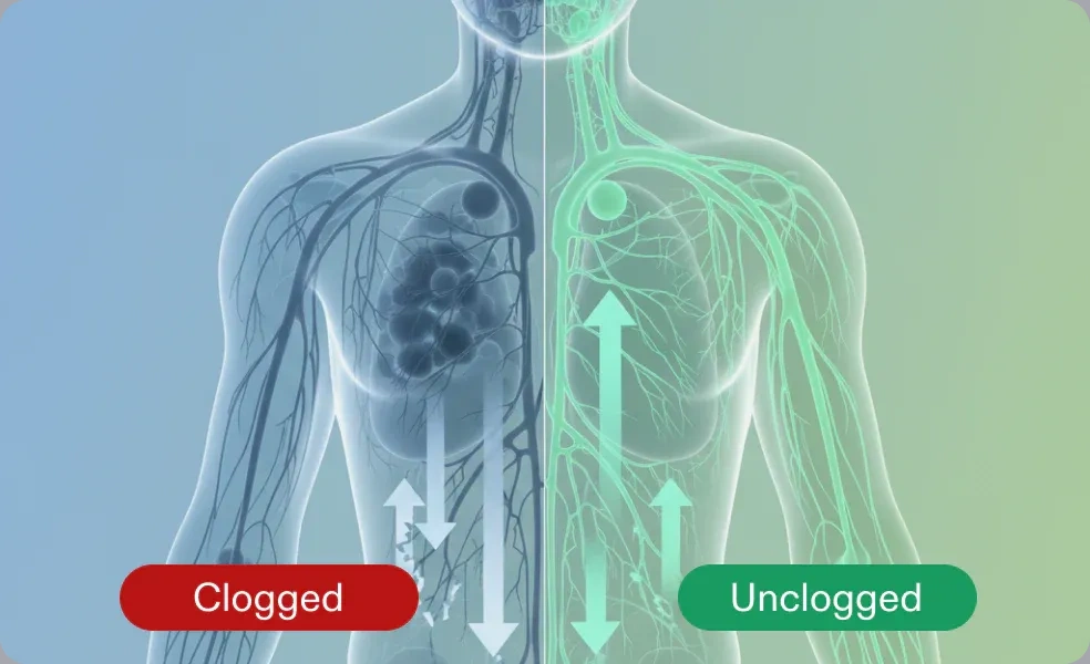 Diagram comparing a freely moving lymphatic network with a sluggish, stagnant one