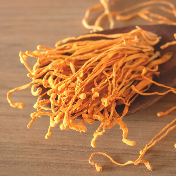 Cordyceps mushrooms