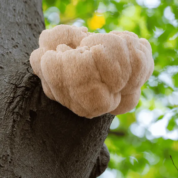 Lion's mane mushroom growing on a tree