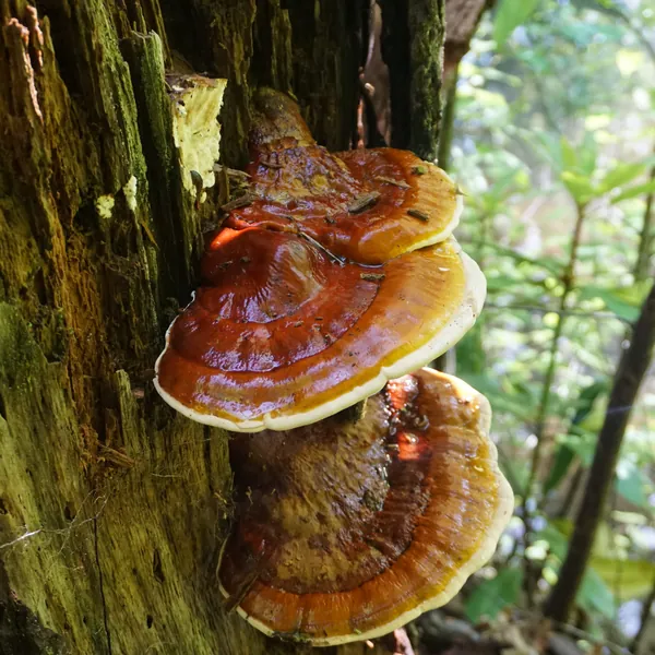 Reishi mushroom growing on a tree trunk