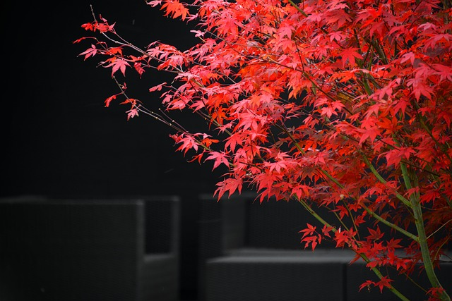 Red Leaves on a tree