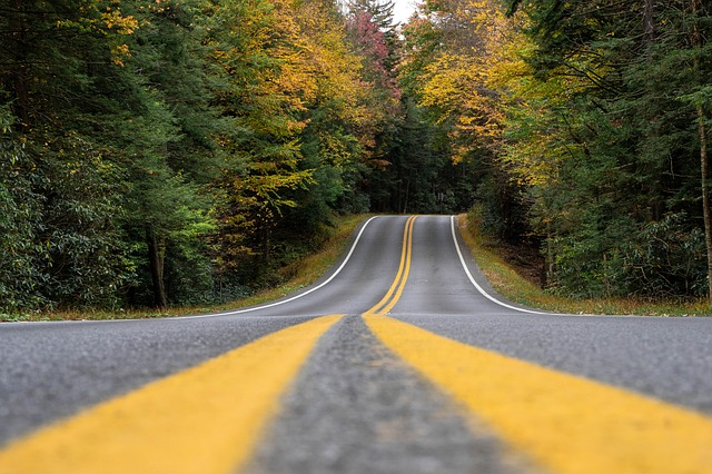 Back Road through forest