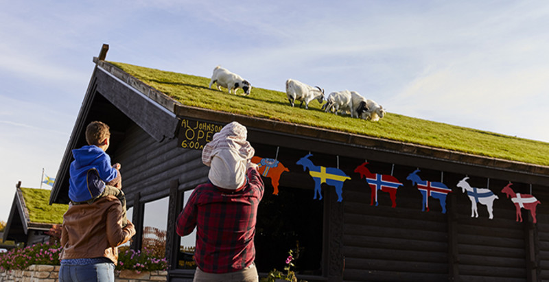 a family looks at the goats grazing on the roof of Al Johnson's Swedish Restaurant