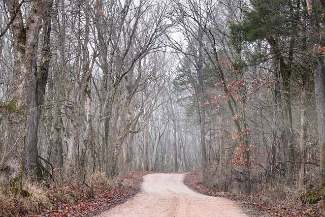 nature, path, trees