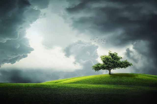 Weather, Tree in Field