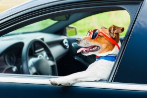 Dog looking out car window_b