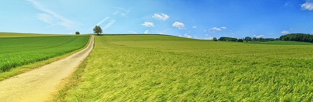 field, countryside, panorama