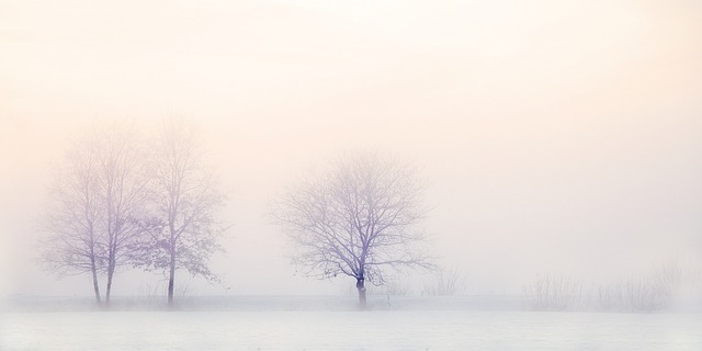 Winter Trees and Snow