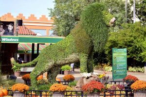 grass lion at Busch Gardens