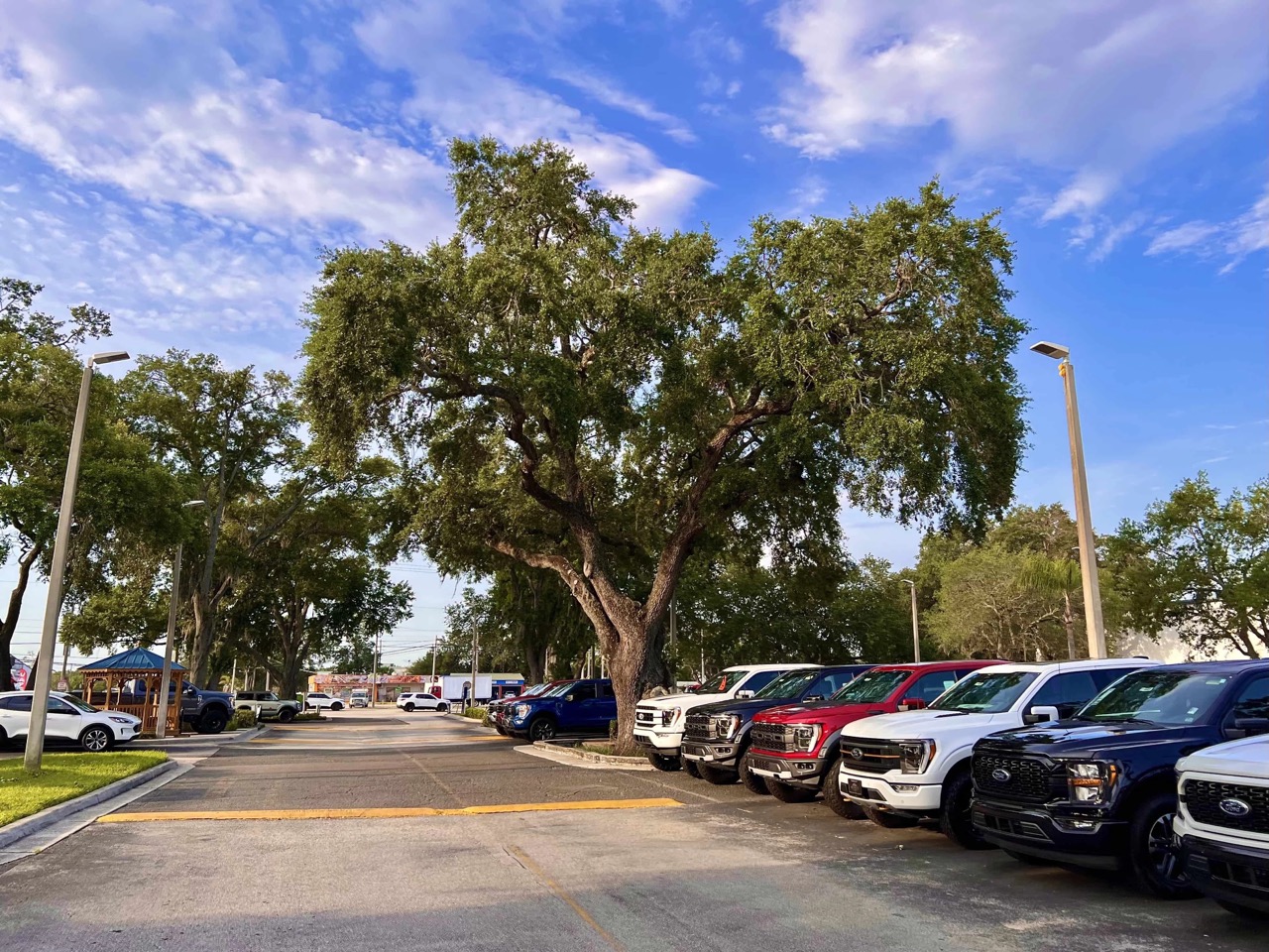 Row of F-150s at Brandon Ford