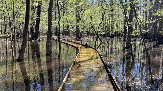 Congaree National Park in South Carolina