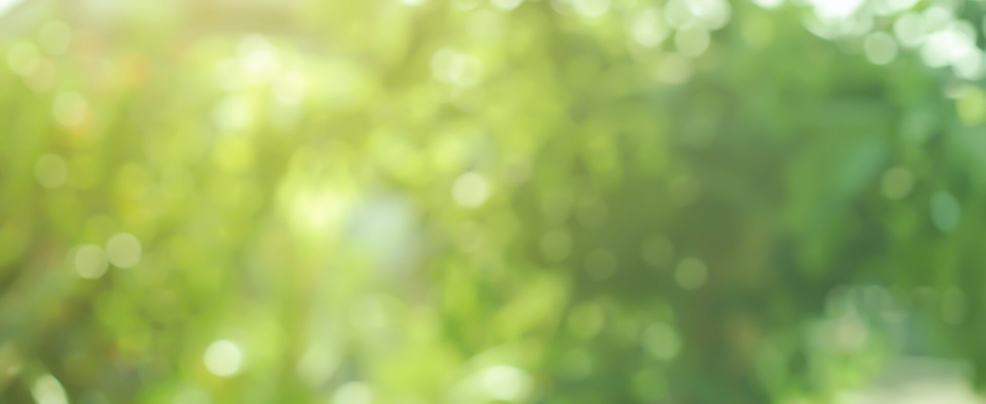 Green background of blurred leaves.