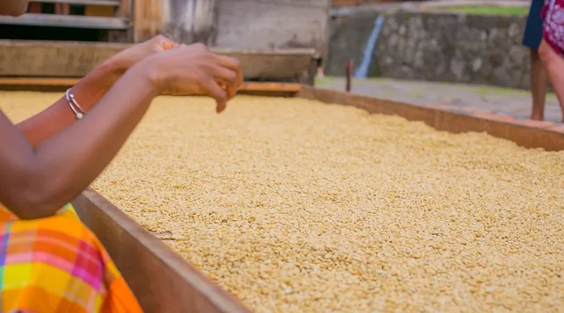 Visite Authentiques : Immersion dans une Exploitation Agricole