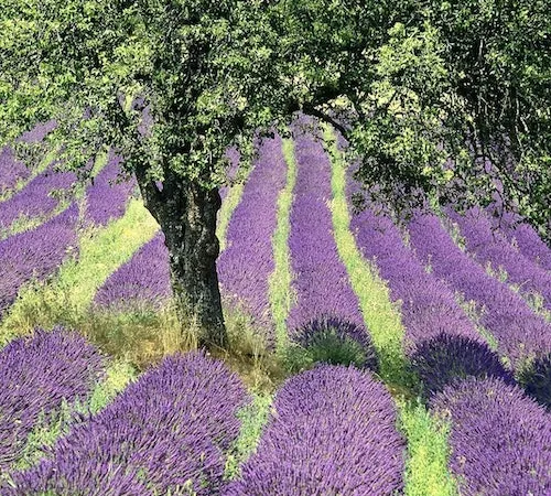 Circuit des Gorges du Verdon et des Champs de Lavande
