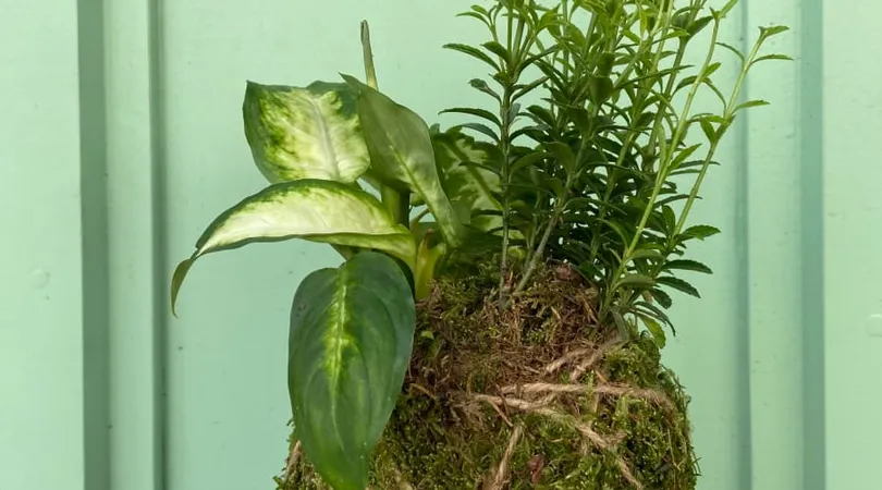 Atelier création d'un kokedama à Paris 20ème