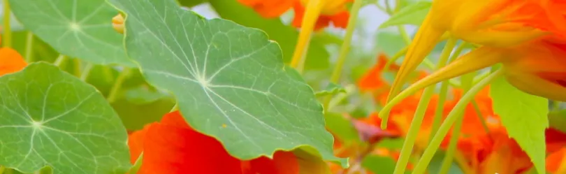 04/30 AVRIL - Expérimenter la permaculture pour cultiver son jardin