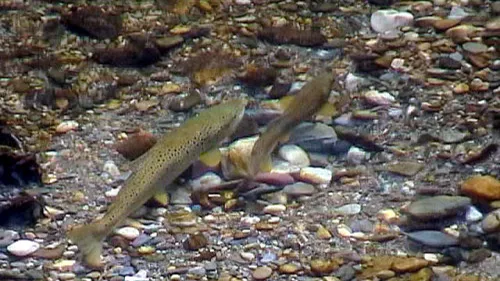 Observation frayères à truites Lignon - Sail-sous-Couzan