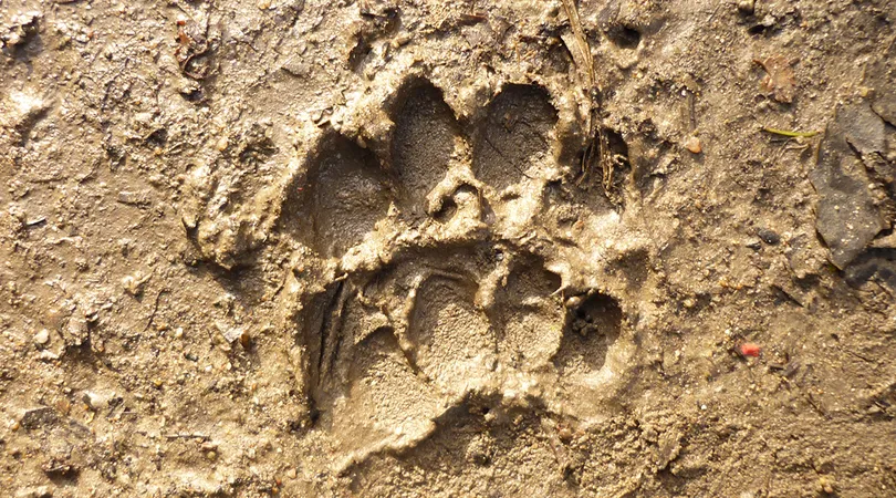 Sur la piste des animaux