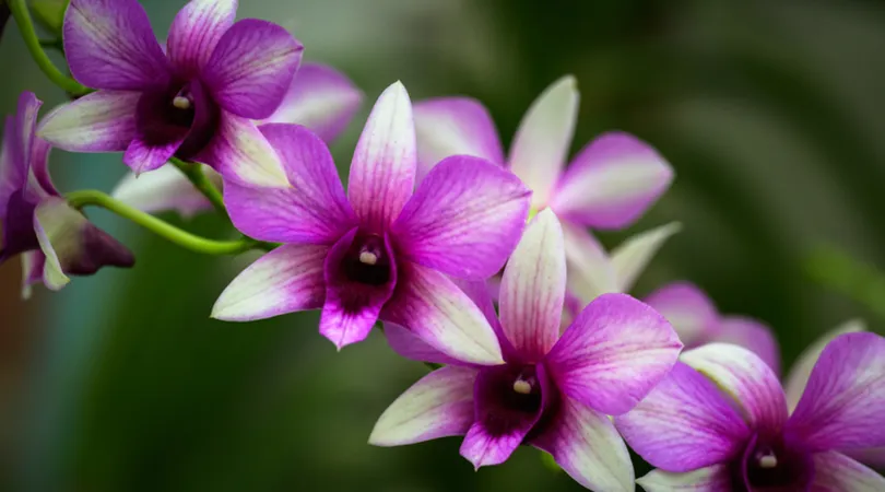 Rêve d'orchidées, un week-end d'animations aux serres d'Auteuil