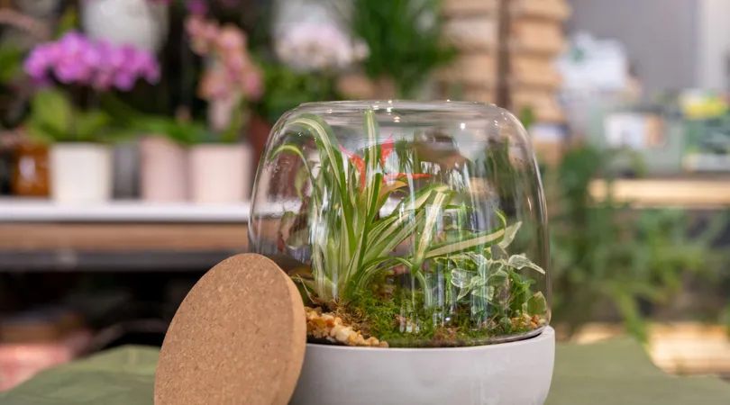 Créez votre terrarium