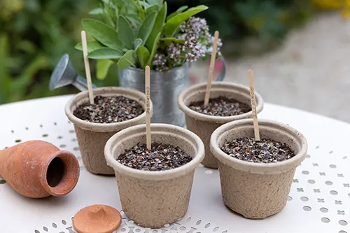 Potager de balcon 2026