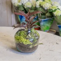 Composez votre propre terrarium