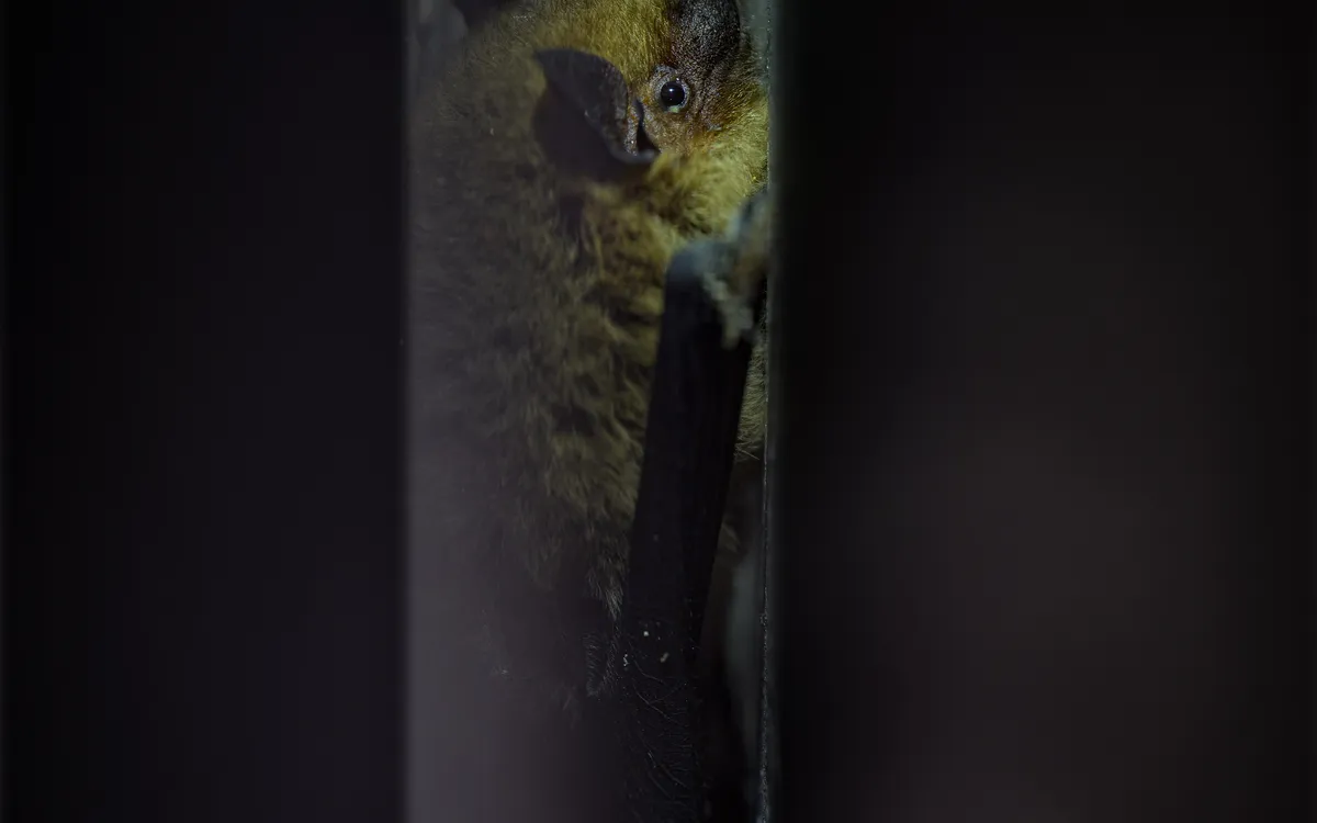 À l’écoute des chauves-souris