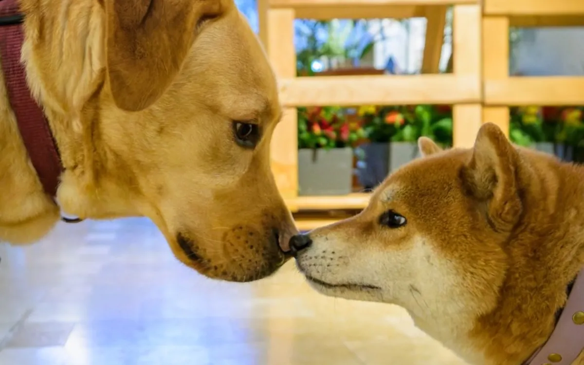 La Maison de l'animal : toute la programmation