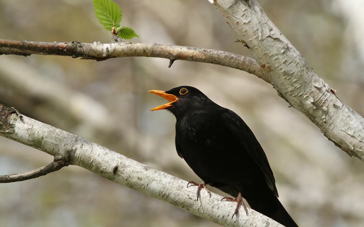On révise les chants des oiseaux en visio !